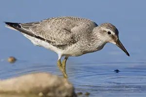 Calidris Canutus Species Stampe: RedKnot