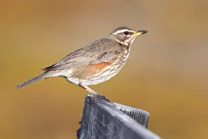 Redwing Bird Stampe: Redwing