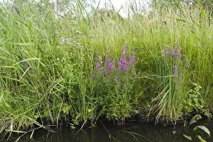 Summer Flowers Europe Stampe: Reedbed in bloom