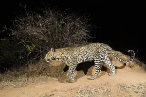 Panthera Pardus Habitat Stampe: A remote camera trap captures a leopard