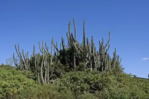 South America Landscape Stampe: Restinga