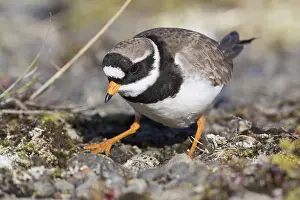 Wader Bird Species Stampe: Ringed Plover