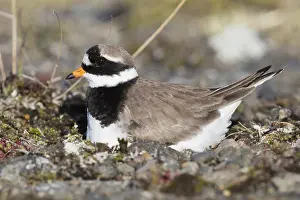 Daytime Bird Photography Tips Stampe: Ringed Plover