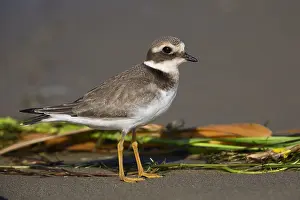 Shorebird Images Stampe: Ringed Plover