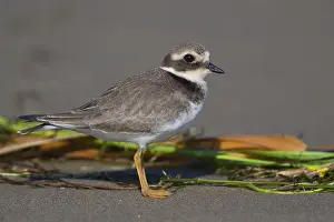 Wader Bird Species Stampe: Ringed Plover