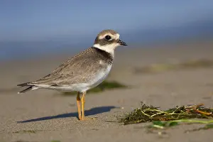 European Waders Stampe: Ringed Plover