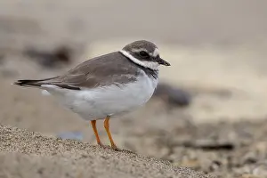 Shorebird Species Stampe: Ringed Plover