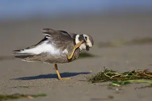 Wader Bird Species Stampe: Ringed Plover