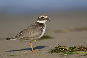 Juvenile Bird Species Stampe: Ringed Plover