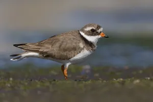 Charadriiformes Order Stampe: Ringed Plover, Charadrius dubius