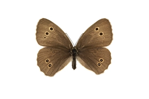 Aphantopus Hyperantus Stampe: Ringlet, Aphantopus hyperantus