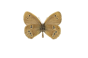 Aphantopus Hyperantus Stampe: Ringlet, Aphantopus hyperantus