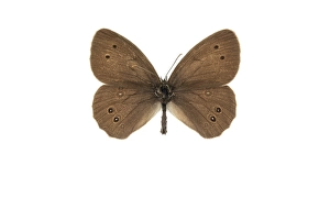 Nymphalidae Family Insects Stampe: Ringlet, Aphantopus hyperantus