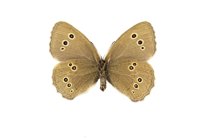 Aphantopus Hyperantus Stampe: Ringlet, Aphantopus hyperantus