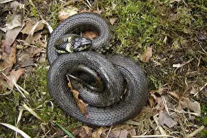 Grass Snake Species Stampe: Ringslang, Grass Snake, Natrix natrix
