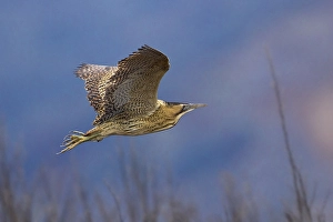 Great Bittern Stampe: Roerdomp; Bittern; Botaurus stellaris