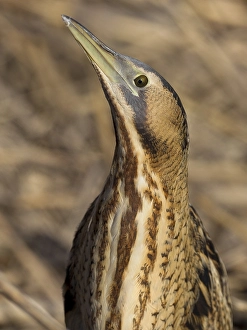 Eurasian Bittern Habitat Stampe: Roerdomp, Eurasian Bittern, Botaurus stellaris