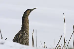 Botaurus Stellaris Stampe: Roerdomp, Eurasian Bittern, Botaurus stellaris