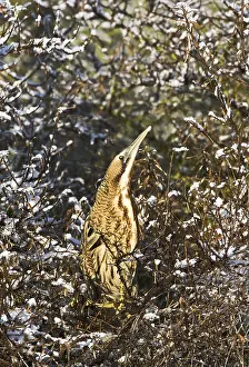 Botaurus Stellaris Images Stampe: Roerdomp, Eurasian Bittern, Botaurus stellaris