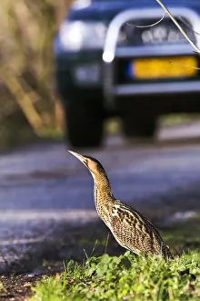 Botaurus Stellaris Stampe: Roerdomp, Eurasian Bittern, Botaurus stellaris