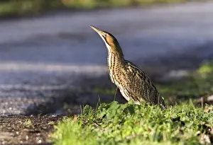 Eurasian Bittern Habitat Stampe: Roerdomp, Eurasian Bittern, Botaurus stellaris
