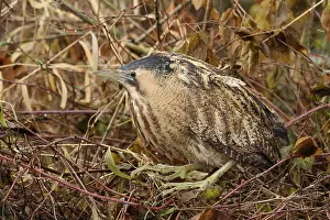 Eurasian Bittern Habitat Stampe: Roerdomp, Eurasian Bittern, Botaurus stellaris
