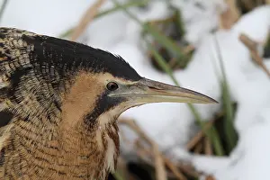Botaurus Stellaris Stampe: Roerdomp, Eurasian Bittern, Botaurus stellaris