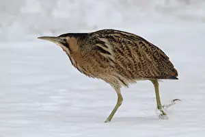 Botaurus Stellaris Habitat Stampe: Roerdomp, Eurasian Bittern, Botaurus stellaris