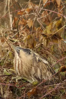 Eurasian Bittern Habitat Stampe: Roerdomp, Eurasian Bittern, Botaurus stellaris