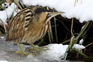 Botaurus Stellaris Habitat Stampe: Roerdomp, Eurasian Bittern, Botaurus stellaris