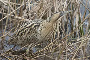 Eurasian Bittern Habitat Stampe: Roerdomp, Eurasian Bittern, Botaurus stellaris