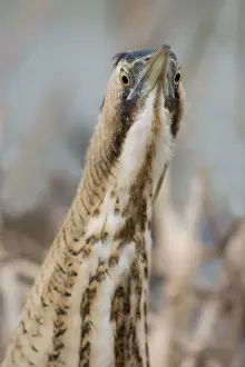 Botaurus Stellaris Stampe: Roerdomp, Eurasian Bittern, Botaurus stellaris