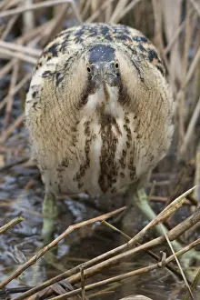 Botaurus Stellaris Habitat Stampe: Roerdomp, Eurasian Bittern, Botaurus stellaris