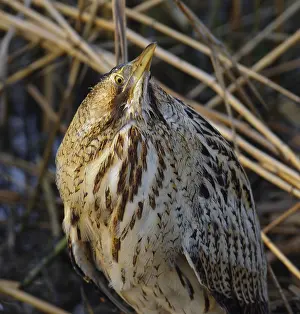 Botaurus Stellaris Habitat Stampe: Roerdomp, Eurasian Bittern, Botaurus stellaris