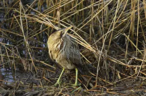 Botaurus Stellaris Habitat Stampe: Roerdomp, Eurasian Bittern, Botaurus stellaris
