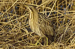 Botaurus Stellaris Stampe: Roerdomp, Eurasian Bittern, Botaurus stellaris