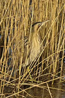 Botaurus Stellaris Stampe: Roerdomp, Eurasian Bittern, Botaurus stellaris