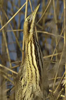Eurasian Bittern Habitat Stampe: Roerdomp, Eurasian Bittern, Botaurus stellaris
