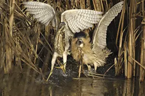Botaurus Stellaris Habitat Stampe: Roerdomp, Eurasian Bittern, Botaurus stellaris