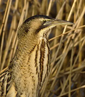 Botaurus Stellaris Stampe: Roerdomp, Eurasian Bittern, Botaurus stellaris