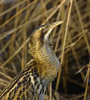 Botaurus Stellaris Stampe: Roerdomp, Eurasian Bittern, Botaurus stellaris