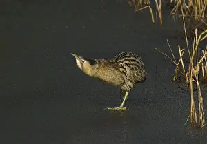 Eurasian Bittern Habitat Stampe: Roerdomp, Eurasian Bittern, Botaurus stellaris