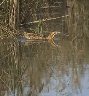 Botaurus Stellaris Habitat Stampe: Roerdomp, Eurasian Bittern, Botaurus stellaris
