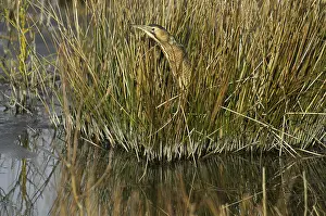 Eurasian Bittern Habitat Stampe: Roerdomp, Eurasian Bittern, Botaurus stellaris