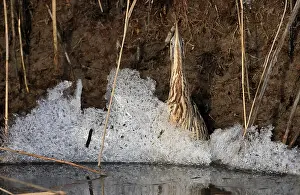 Eurasian Bittern Habitat Stampe: Roerdomp; Eurasian Bittern; Botaurus stellaris