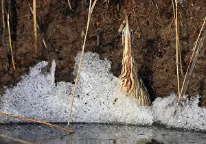 Botaurus Stellaris Stampe: Roerdomp, Eurasian Bittern, Botaurus stellaris