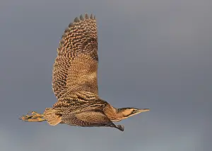 Botaurus Stellaris Stampe: Roerdomp, Eurasian Bittern, Botaurus stellaris