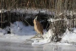 Botaurus Stellaris Habitat Stampe: Roerdomp Eurasian Bittern Botaurus stellaris