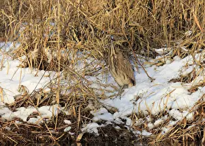 Botaurus Stellaris Habitat Stampe: Roerdomp Eurasian Bittern; Botaurus stellaris;