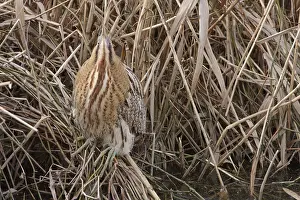 Botaurus Stellaris Habitat Stampe: Roerdomp, Eurasian Bittern, Botaurus stellaris